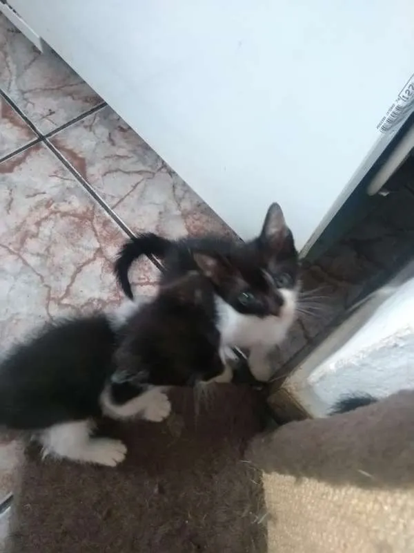 Gato ra a SRD idade Abaixo de 2 meses nome Vários