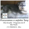 Tony ou Toninho