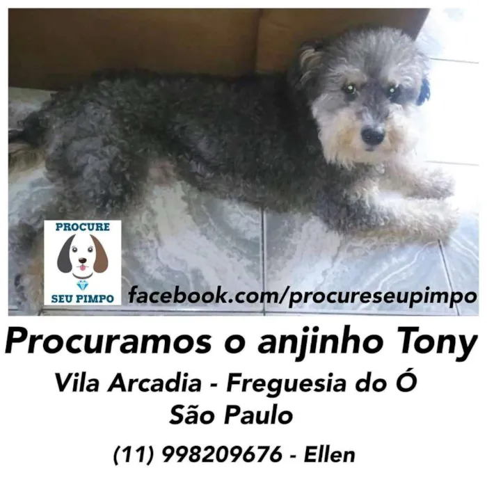 Cachorro ra a Poodle idade 6 ou mais anos nome Tony ou Toninho