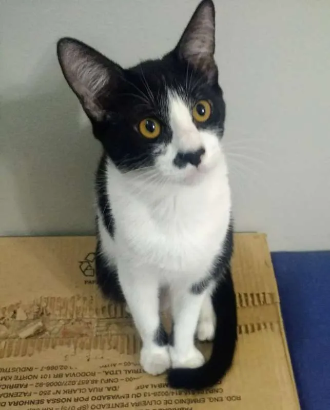 Gato ra a SRD idade 7 a 11 meses nome Júnior