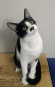Júnior