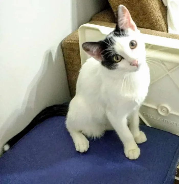 Gato ra a SRD idade 7 a 11 meses nome Sushi