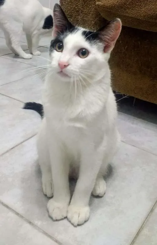 Gato ra a SRD idade 7 a 11 meses nome Sushi