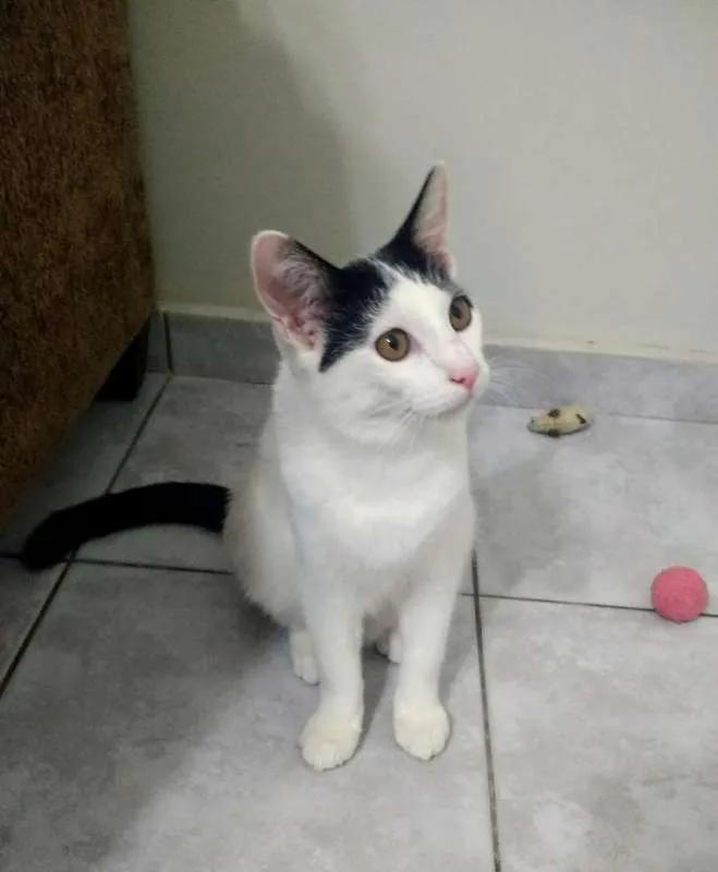 Gato ra a SRD idade 7 a 11 meses nome Mingau