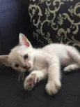 Gatinhos Filhotes