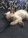 Gatinhos Filhotes