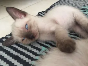 Gato raça SRD idade Abaixo de 2 meses nome Gatinhos Filhotes 