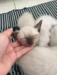 Gatinhos Filhotes