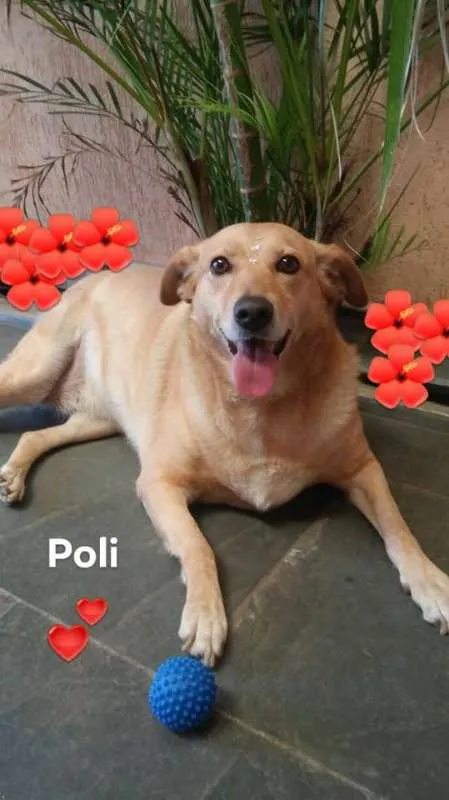 Cachorro raça srd idade 4 anos nome Poli