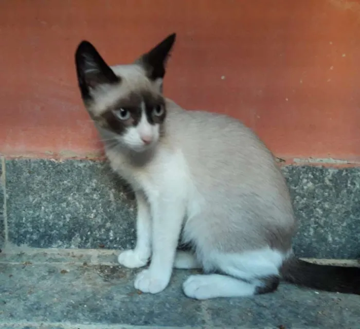 Cachorro ra a srd idade 2 a 6 meses nome Brigite