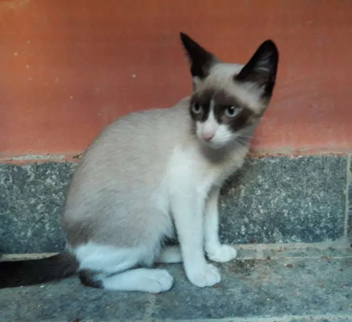 Cachorro ra a srd idade 2 a 6 meses nome Brigite