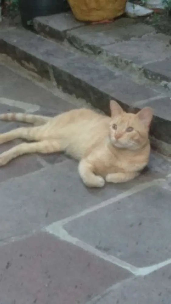 Gato ra a Nao sei idade  nome Amarelo