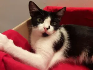 Gato raça srd idade 1 ano nome Tati