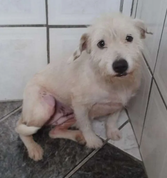 Cachorro ra a srd idade 2 anos nome Branquinha