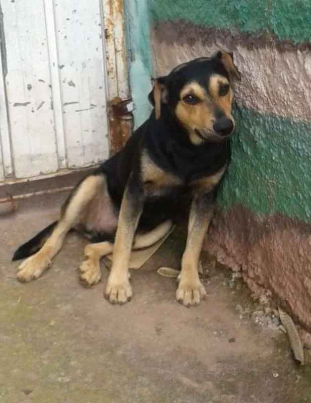 Cachorro ra a srd idade 2 anos nome Zezinho