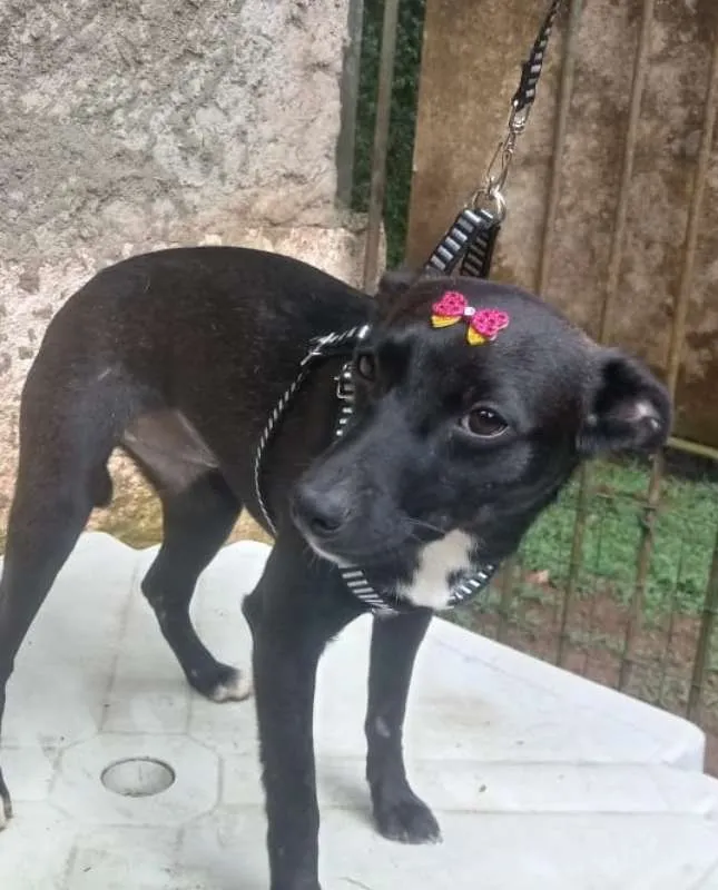 Cachorro ra a Mix de Pincher idade 7 a 11 meses nome Tobi&NegraLi