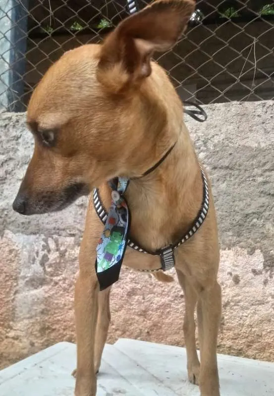 Cachorro ra a Mix de Pincher idade 7 a 11 meses nome Tobi&NegraLi