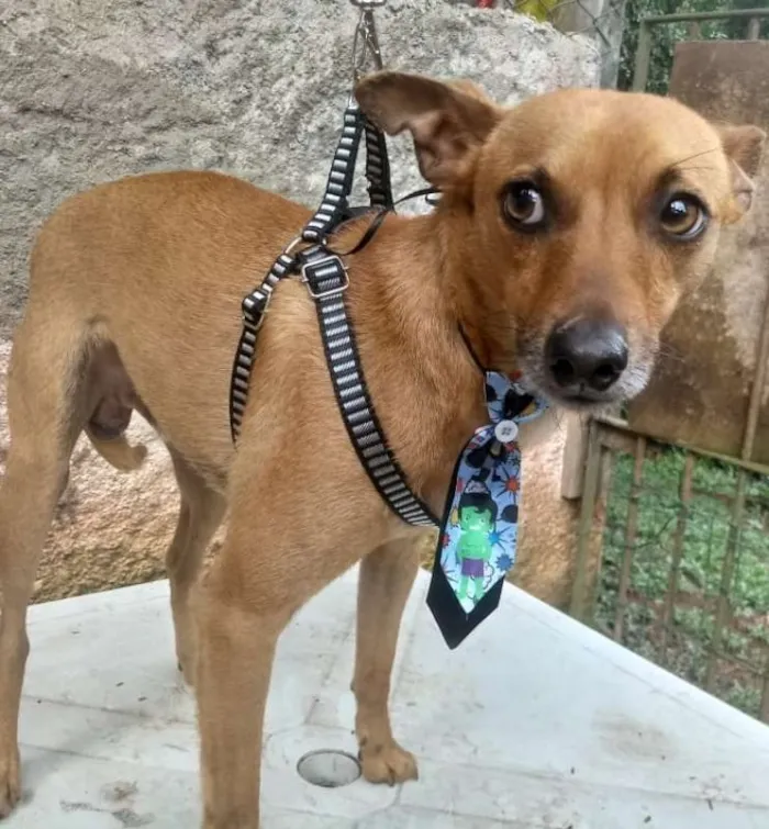 Cachorro ra a Mix de Pincher idade 7 a 11 meses nome Tobi&NegraLi