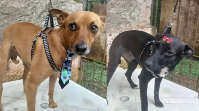 Cachorro ra a Mix de Pincher idade 7 a 11 meses nome Tobi&NegraLi
