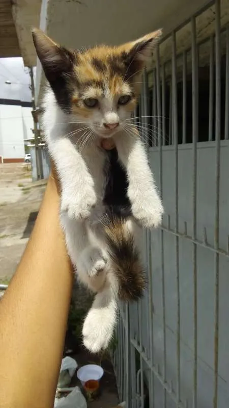 Gato ra a srd idade 2 a 6 meses nome florinda