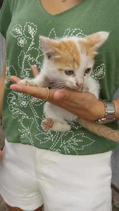 Gato ra a srd idade 2 a 6 meses nome judite
