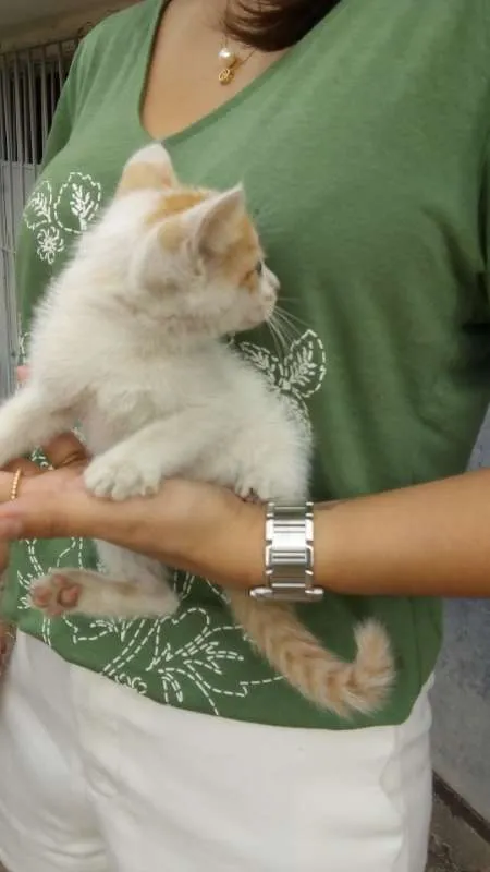 Gato ra a srd idade 2 a 6 meses nome judite