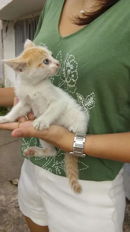 Gato ra a srd idade 2 a 6 meses nome judite
