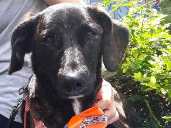 Cachorro raça Srd idade 7 a 11 meses nome Sara