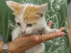 Gato raça srd idade 2 a 6 meses nome judite