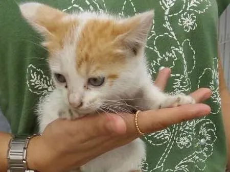 Gato ra a srd idade 2 a 6 meses nome judite