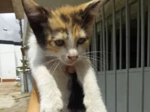 Gato raça srd idade 2 a 6 meses nome florinda