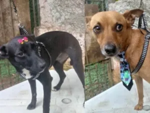 Cachorro raça Mix de Pincher idade 7 a 11 meses nome Tobi&NegraLi