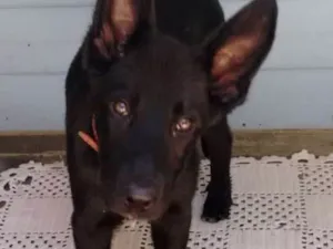 Cachorro raça Pastor Belga idade 2 a 6 meses nome Pastor