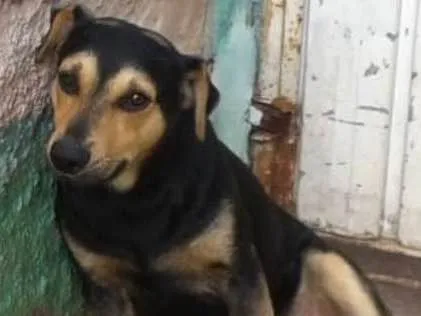 Cachorro ra a srd idade 2 anos nome Zezinho