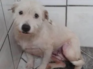 Cachorro raça srd idade 2 anos nome Branquinha