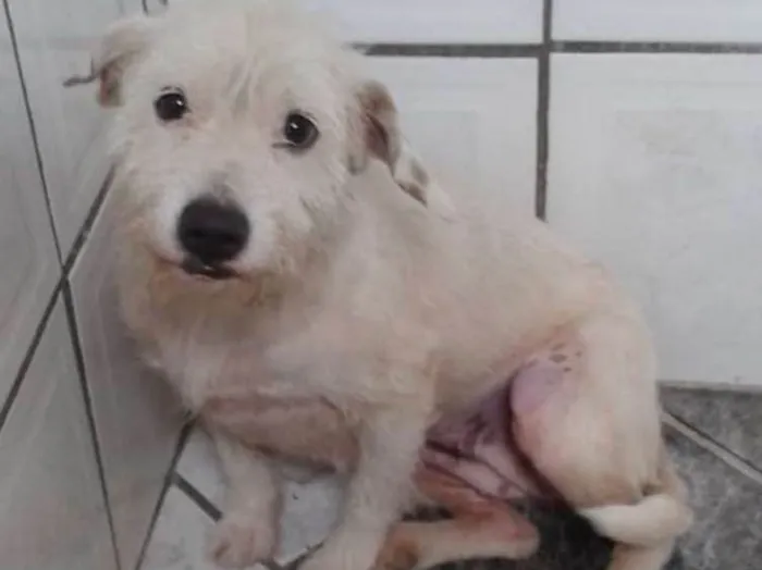 Cachorro ra a srd idade 2 anos nome Branquinha