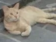 Amarelo