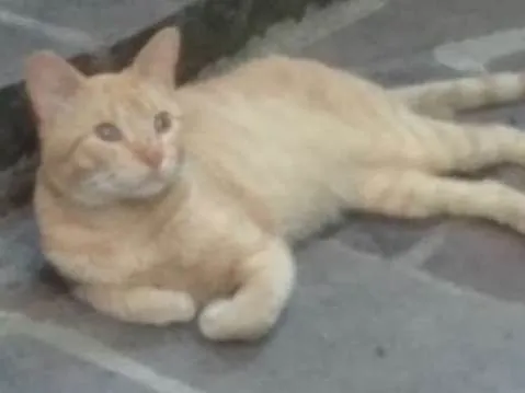 Gato ra a Nao sei idade  nome Amarelo