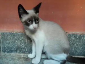 Cachorro raça srd idade 2 a 6 meses nome Brigite
