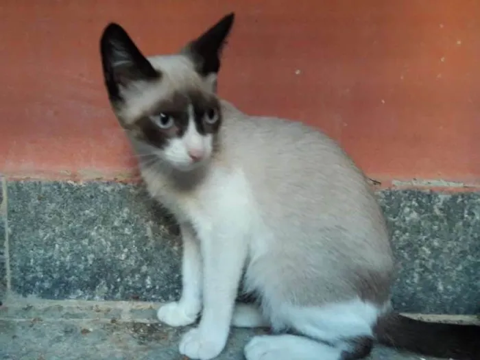 Cachorro ra a srd idade 2 a 6 meses nome Brigite
