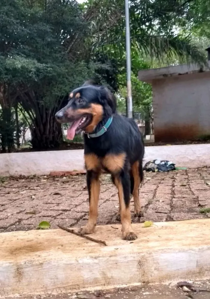 Cachorro ra a Vira lata idade 7 a 11 meses nome Thor