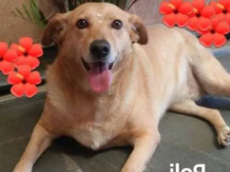 Cachorro raça srd idade 4 anos nome Poli