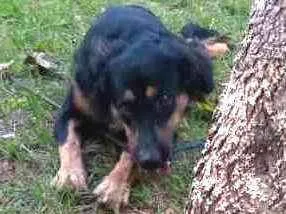 Cachorro ra a Vira lata idade 7 a 11 meses nome Thor