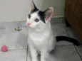 Mingau