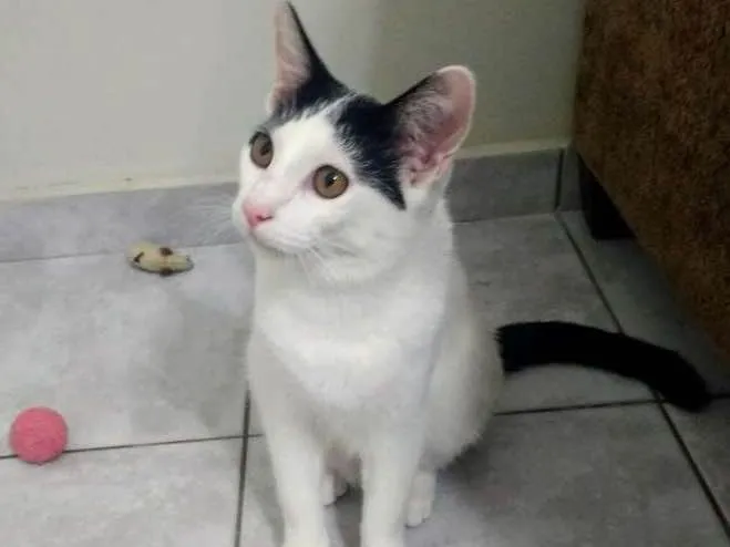 Gato ra a SRD idade 7 a 11 meses nome Mingau