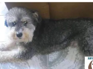 Cachorro raça Poodle idade 6 ou mais anos nome Tony ou Toninho