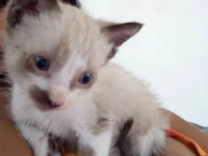 Gato raça  idade Abaixo de 2 meses nome Gatinho