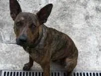 Cachorro raça  idade 1 ano nome Ozzy