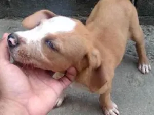 Cachorro raça Vira lata idade Abaixo de 2 meses nome Vários