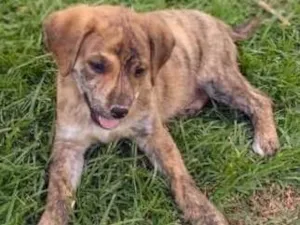 Cachorro raça SRD idade Abaixo de 2 meses nome Ainda não tem nome 